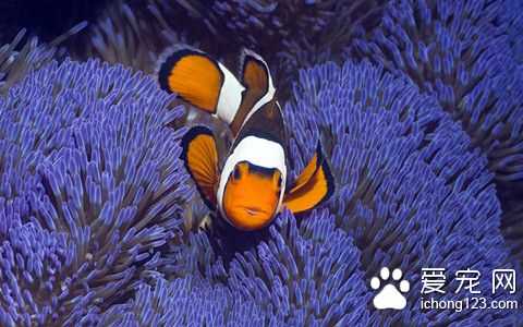 純淨水能養熱帶魚嗎 純淨水缺少氧氣機礦物質