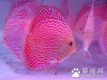 自來水能養熱帶魚嗎 需要把水曬過之後才能用