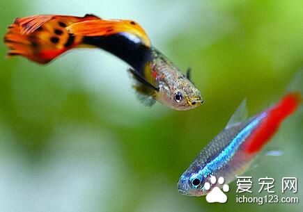 熱帶魚最低溫度 熱帶魚養殖溫度注意地方