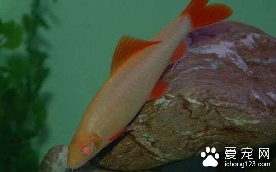 好看的小型熱帶魚 10種好看值得一養的熱帶魚
