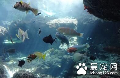 熱帶魚會不會撐死 熱帶魚喂養要注意幾點