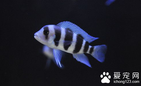 家裡適合養什麼熱帶魚 四種最具觀賞性的熱帶魚