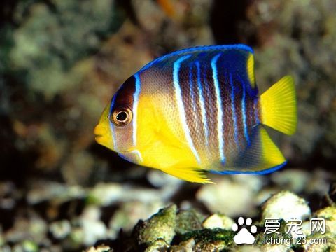 熱帶魚的飼養與觀賞 熱帶魚飼養的要點