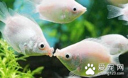 適合新手養的熱帶魚 十三種適合養殖的熱帶魚