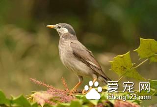 灰椋鳥怎麼養 灰椋鳥飼養需要注意的事項