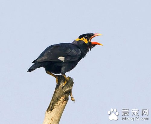 鹩哥怎麼養 鹩哥飼養需要注意的幾個方面