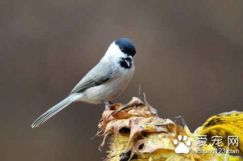 沼澤山雀叫聲 沼澤山雀飼養需要注意的地方