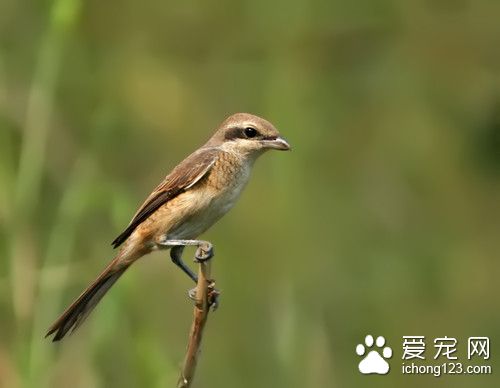 紅尾伯勞怎麼養 紅尾伯勞飼養注意的地方