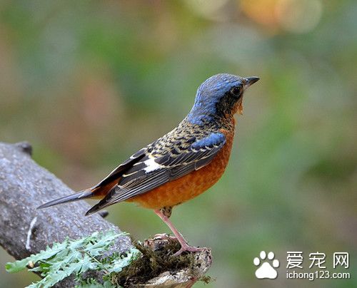白喉叽鸫怎麼養 白喉叽鸫飼養需要注意地方