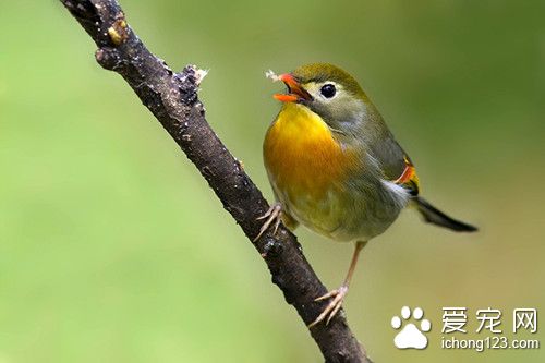 紅嘴相思鳥怎麼養 紅嘴相思鳥飼養注意地方