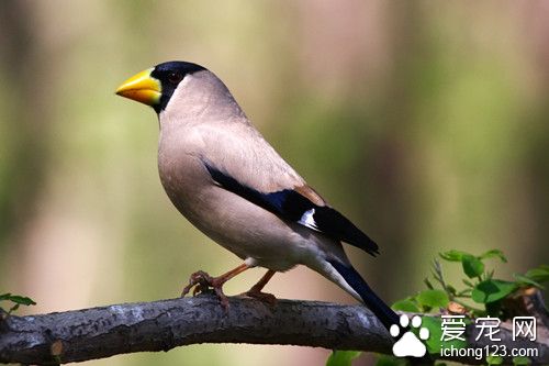 黑頭蠟嘴雀怎麼飼養 黑頭蠟嘴雀飼養注意地方