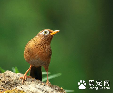 畫眉鳥怎麼養 畫眉鳥飼養需要注意的事項