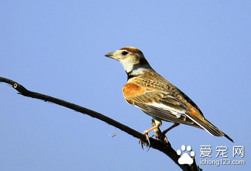 百靈鳥怎麼養 百靈鳥飼養需要注意的事項