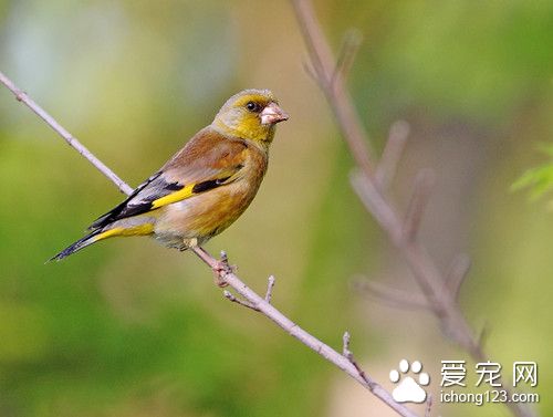 金翅雀怎麼分公母 金翅雀飼養注意的地方