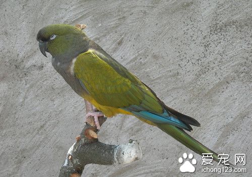 掘穴鹦鹉怎麼養 掘穴鹦鹉飼養需要注意地方