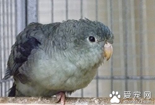 橫斑鹦鹉好養嗎 橫斑鹦鹉飼養需要注意事項
