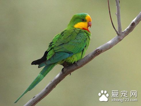 超級鹦鹉怎麼養 超級鹦鹉飼養需要注意事項