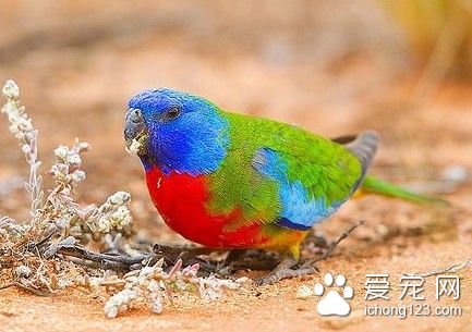 鮮紅胸鹦鹉養殖 鮮紅胸鹦鹉飼養需要注意地方