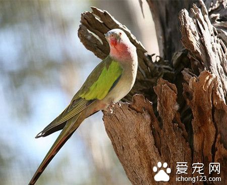 公主鹦鹉怎麼養 公主鹦鹉飼養需要注意事項