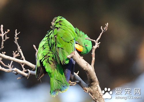 青綠鹦鹉怎麼養 青綠鹦鹉飼養需要注意事項