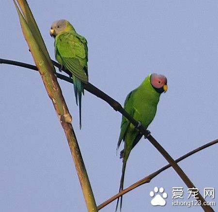 花頭鹦鹉養殖 花頭鹦鹉飼養需要注意事項