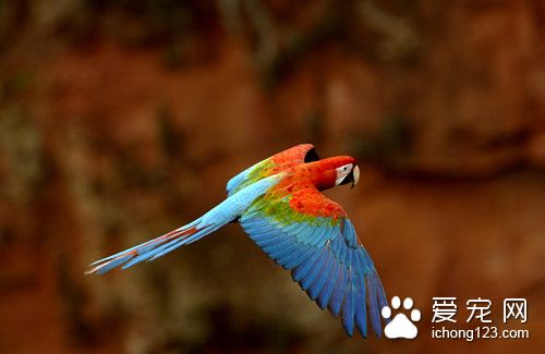 綠翅金剛鹦鹉怎麼養 綠翅金剛鹦鹉飼養注意地方