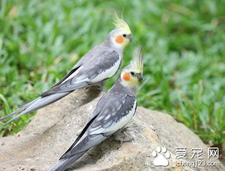 雞尾鹦鹉怎麼養 雞尾鹦鹉飼養需要注意地方