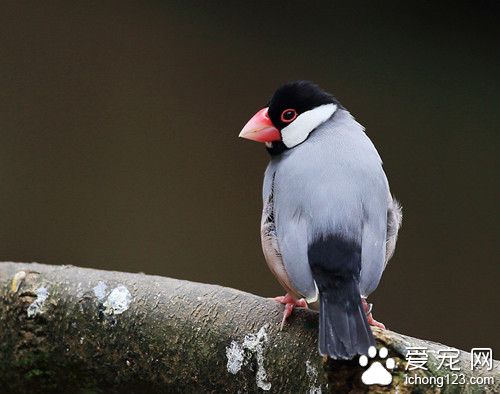 灰文鳥養殖 灰文鳥飼養管理需要注意的地方