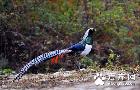 鳥籠制作 根據鳥的種類需要不同的鳥籠