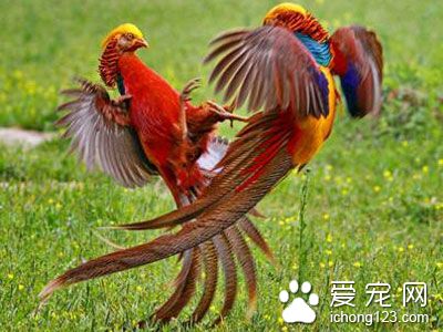 鳥的日常管理 鳥的日常管理需要注意的事項