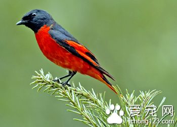 雜食性鳥類 鳥類雜食性及食肉性需要注意事項