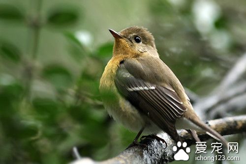 食谷性鳥類 鳥類食谷及食蟲需要注意事項