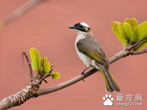 家庭養鳥種類 家庭養鳥需要注意的事項