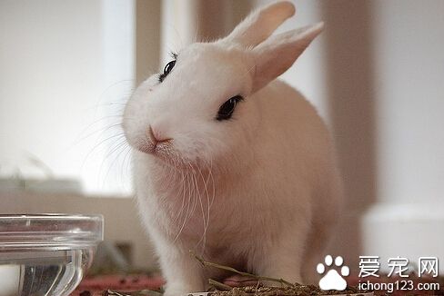 兔子為什麼不會叫 更多的時候都不喜歡叫