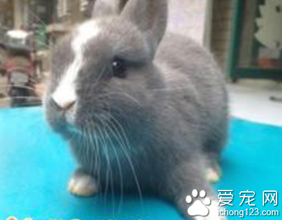 荷蘭侏儒兔怎麼養 經常給它們梳理毛發