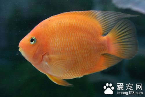 水庫養魚技術 水庫養魚需要注意的事項