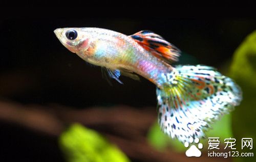 塗抹法 魚的常用藥物需要注意的使用方法