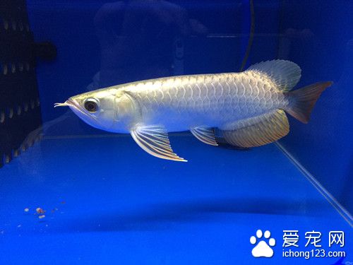 藥浴法 魚常用藥物藥浴法的使用方法
