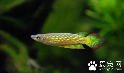 全池潑灑法 魚常用藥物全池潑灑法的使用方法