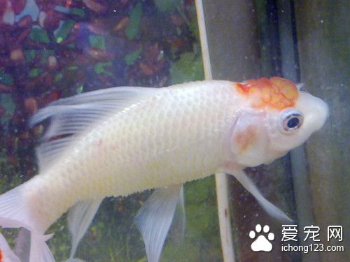 穿心蓮 魚使用穿心蓮的作用及使用的方法