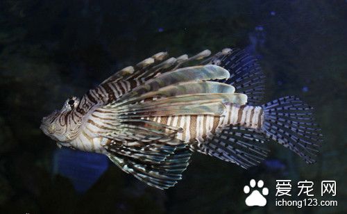 大蒜 魚使用大蒜的作用及使用的方法