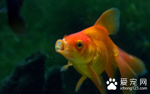 氟苯尼考 魚使用氟苯尼考的作用及使用方法