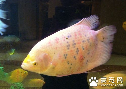 磺胺六甲氧嘧啶 魚使用磺胺六甲氧嘧啶的作用