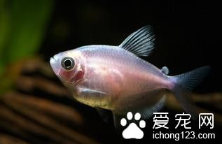 土霉素 魚使用土霉素的作用及使用方法