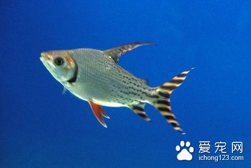 聚維酮碘 魚使用聚維酮碘的作用及使用方法