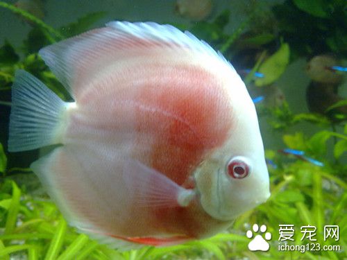 二氧化氯 魚使用二氧化氯的作用及使用方法