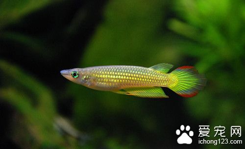 福爾馬林的危害 魚使用福爾馬林需要注意的事項
