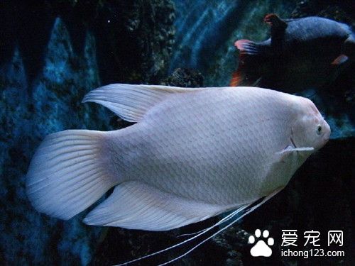 食鹽 食鹽的使用方法及注意的事項