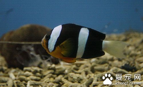 高錳酸鉀 魚使用高錳酸鉀的作用及使用方法