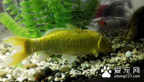 魚外用藥 魚使用硫酸銅外用藥的使用方法